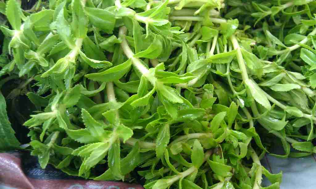Limnophila aromatica (Vietnamese: ngò ôm or ngổ hương), the rice paddy herb