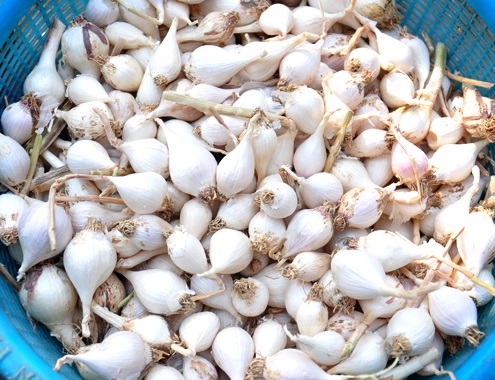 Phan Rang solo garlic