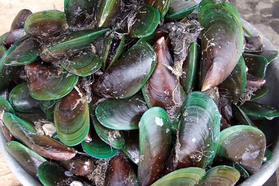 Vietnamese green mussels