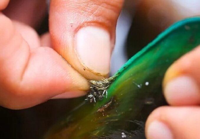 cleaning green mussels