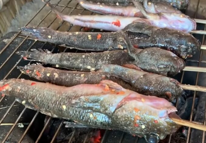 grilling giant mudskippers
