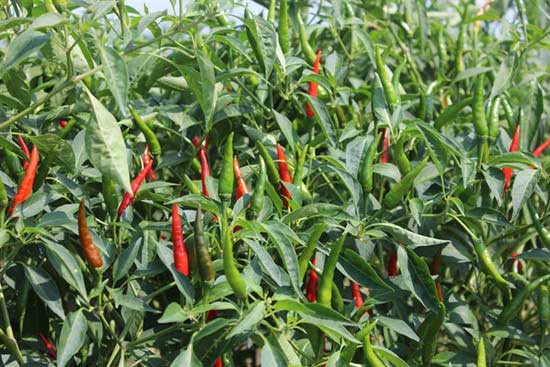 muong khuong chilli peppers