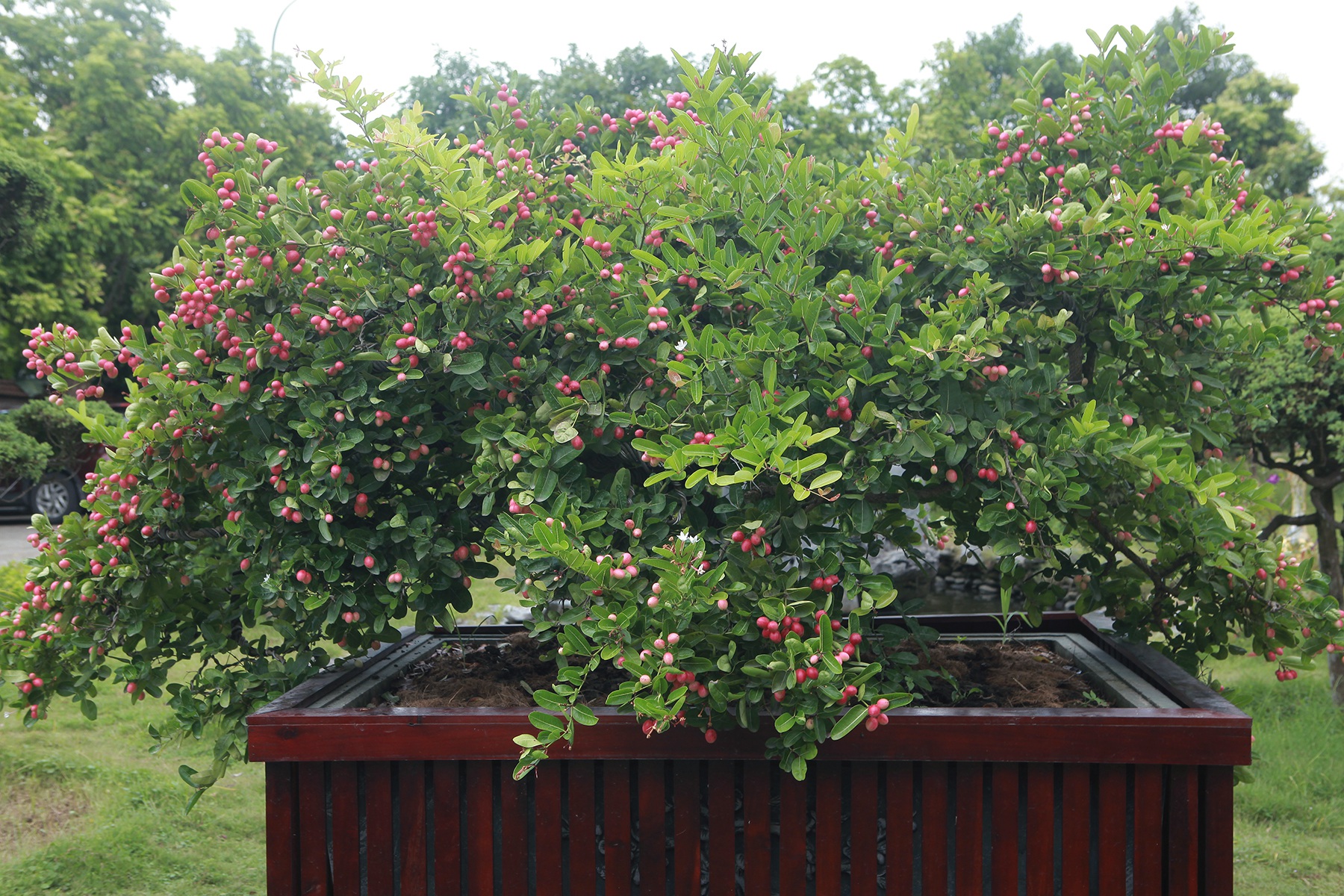 Carissa carandas - ornamental plant - bonsai