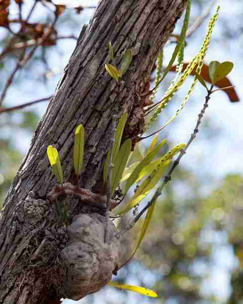 Vietnamese common a (Hydnophytum formicarum) ant plant