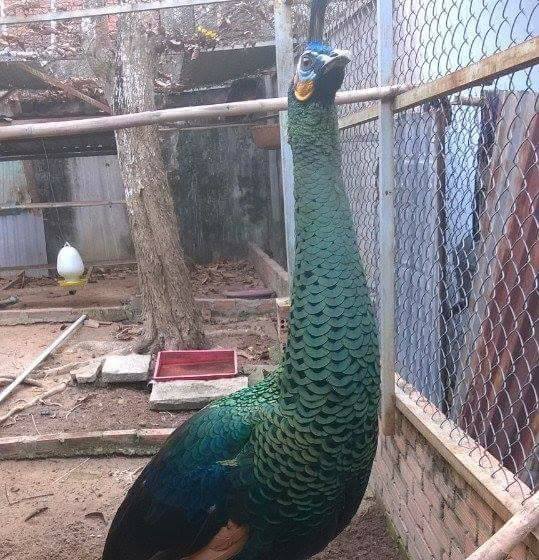 A farmed green peacock in Daklak province
