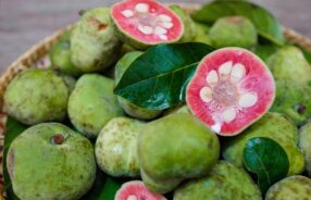 Artocarpus tonkinensis fruits