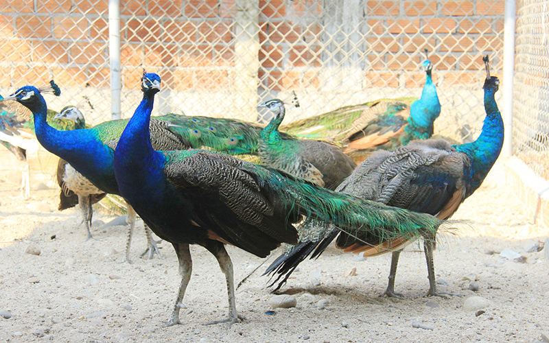 Blue and green peafowls in Ha Nam