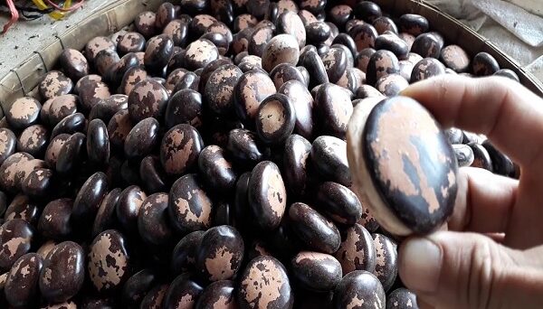 Box bean seeds