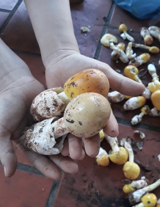 Chicken egg mushrooms only appear in the rainy season, from the end of May to the end of July every year.