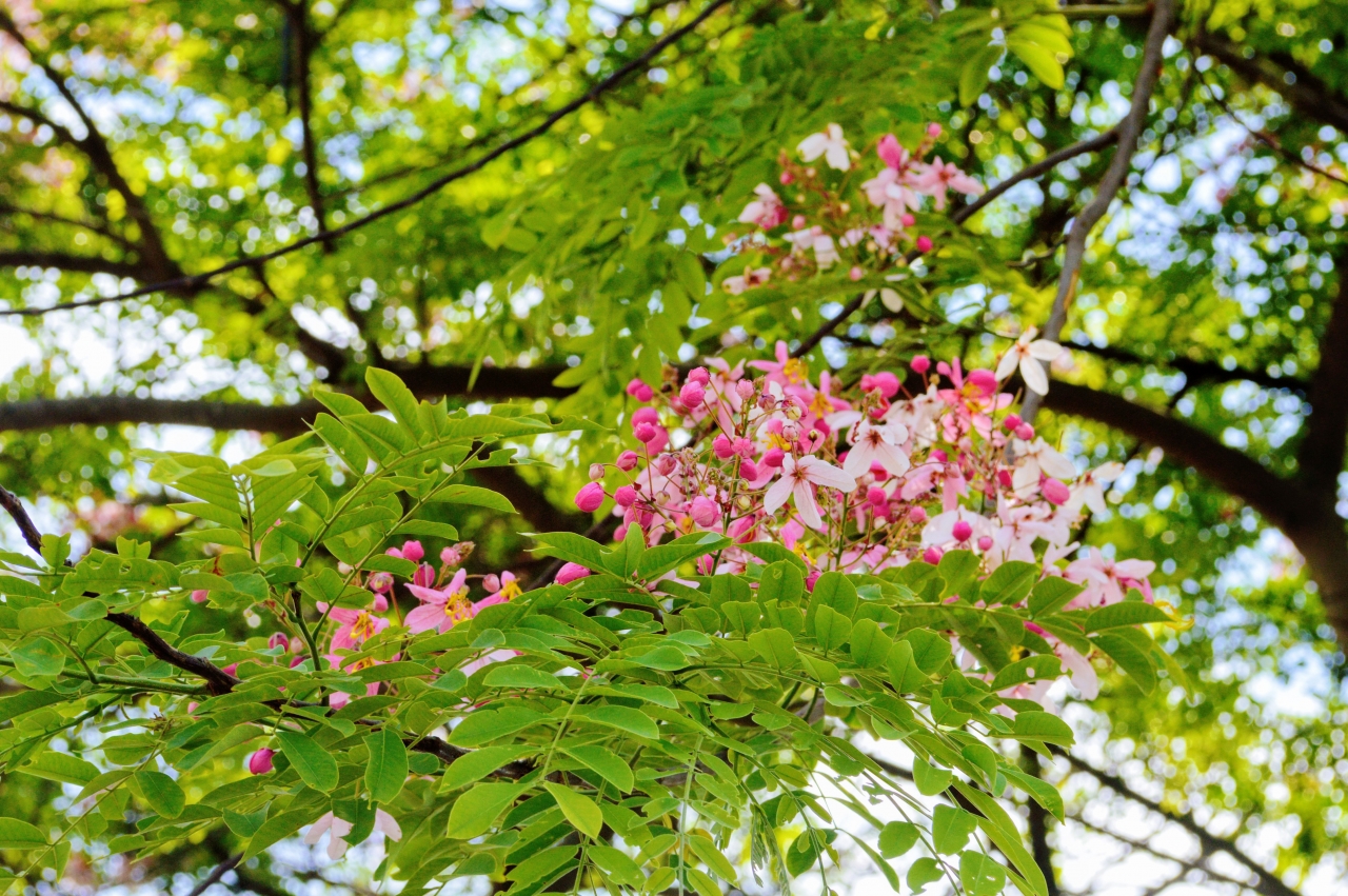 Cassia javanica flowers - apple blossom tree