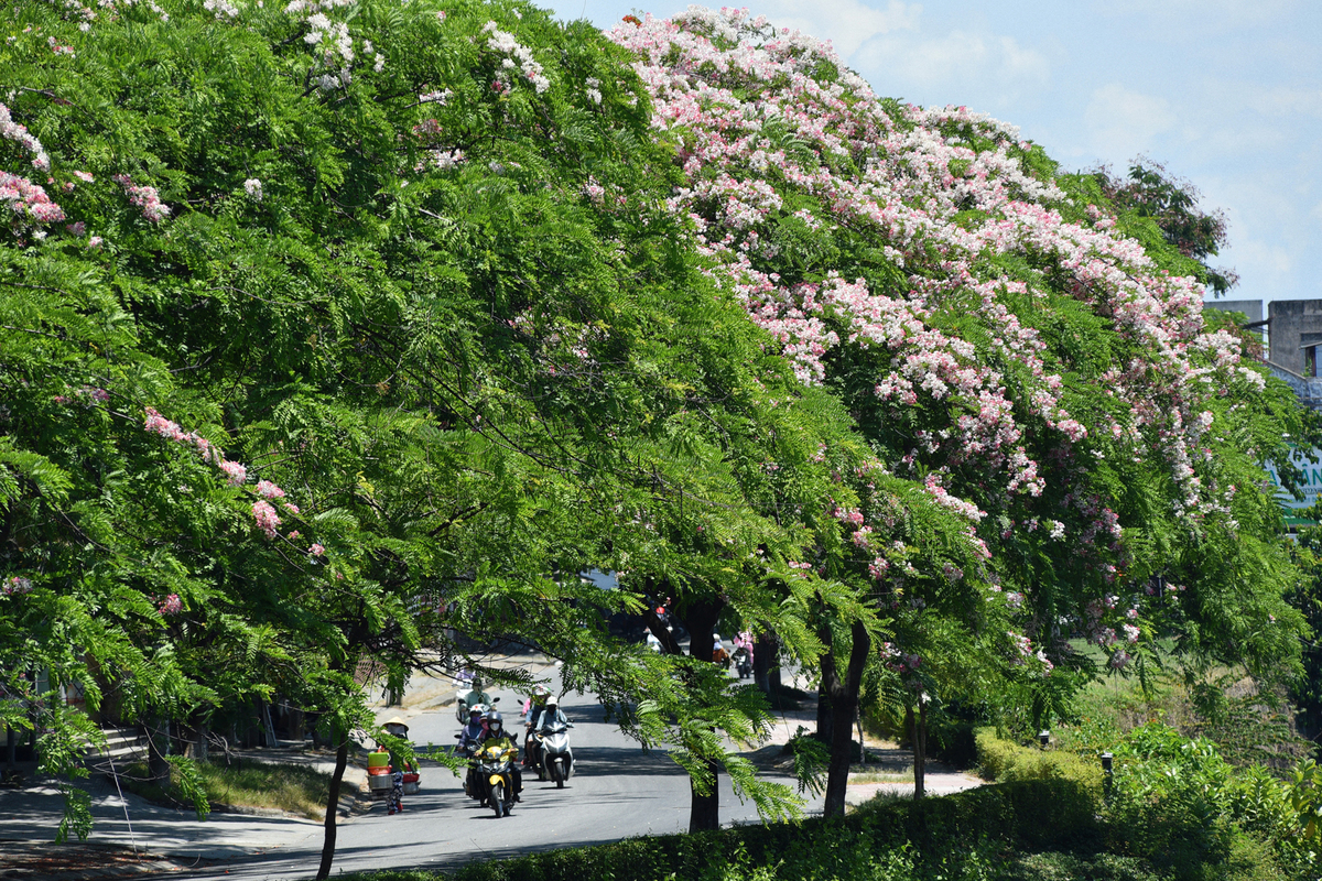 Cassia javanica - the apple blossom tree in Hue city