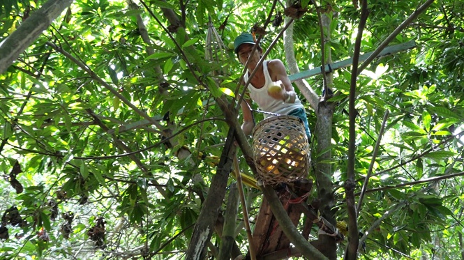 Harvesting lucuma eggfruits in Dong Thap province
