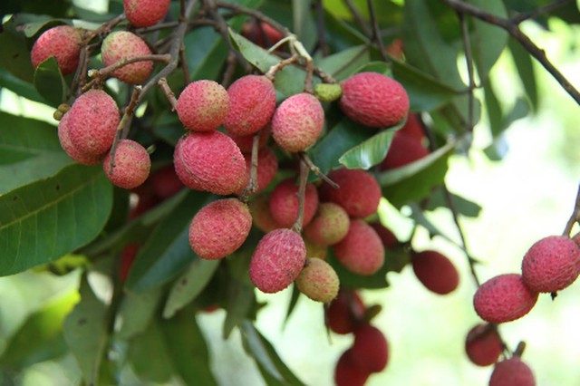 Korlan fruits in Tay Ninh province