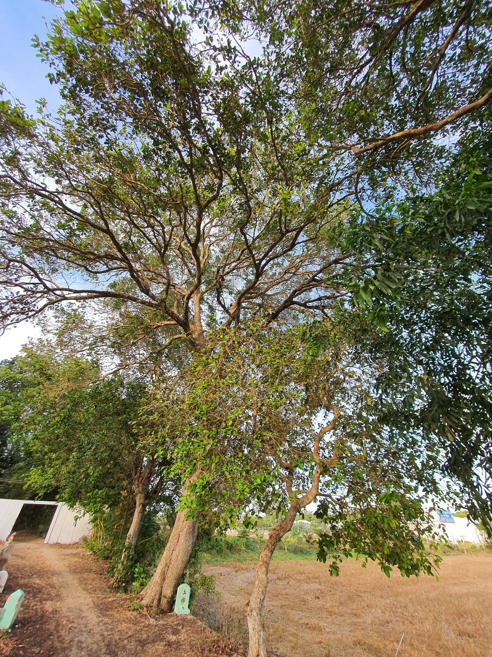 Syzygium cumini trees