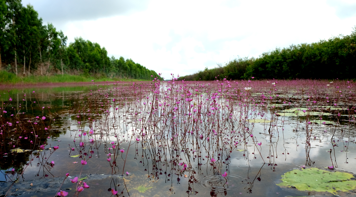 Utricularia punctata - the purple bladderwort in Tràm Chim National Park