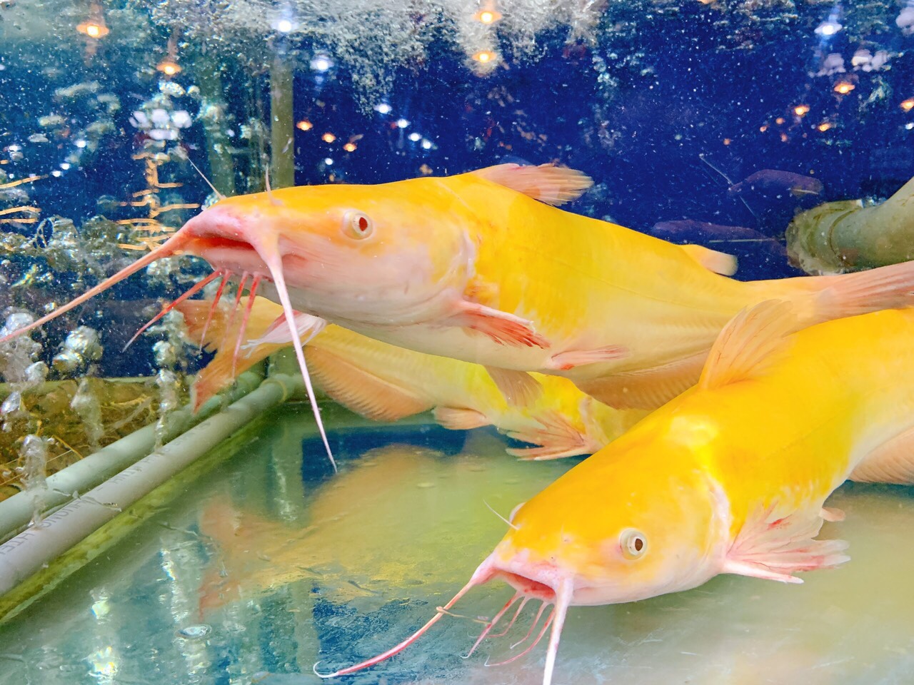 yellow tumeric bagrid catfish